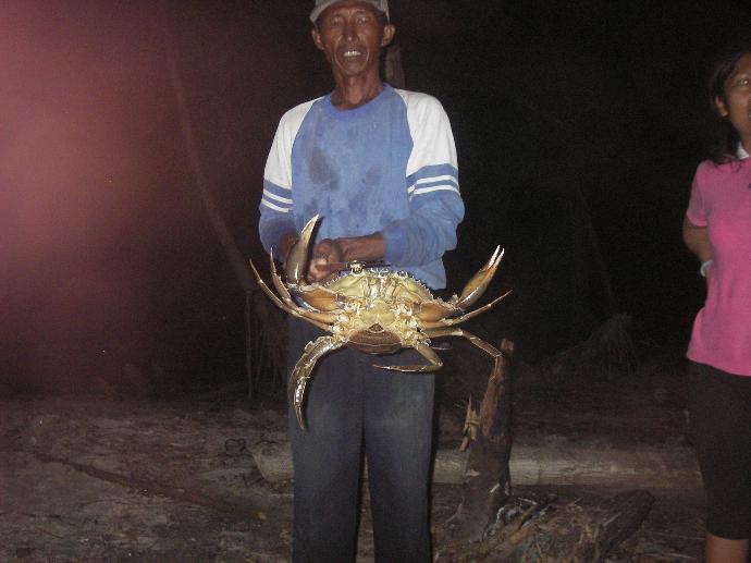 Mangrove crab